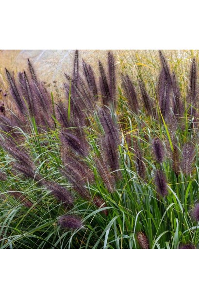 Темні, шовковисті квіти Пенісетум `Black Beauty`